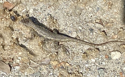 iNaturalist observation photo of Western Fence Lizard