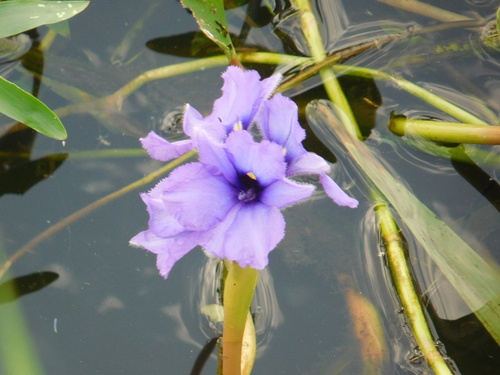 Pontederia azurea, photograph 3