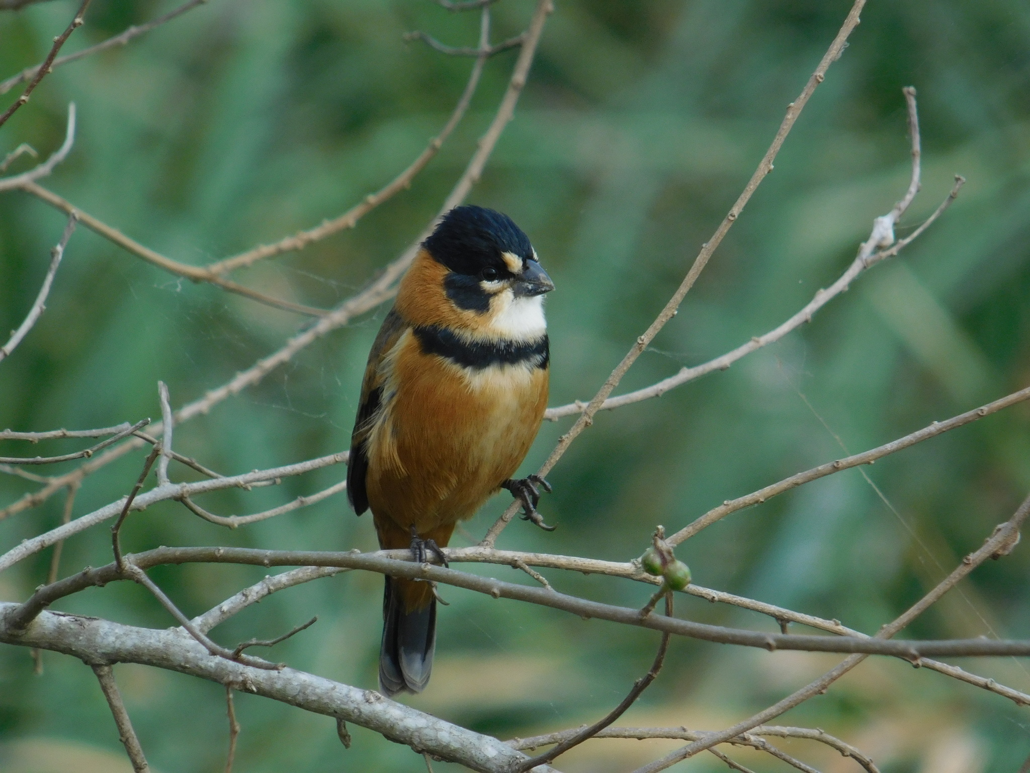 Rusty-collared Seedeater illustration