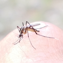 Psorophora longipalpus