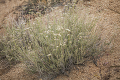 Eriogonum fasciculatum polifolium