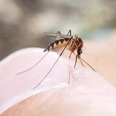 Aedes trivittatus