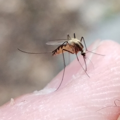 Aedes trivittatus