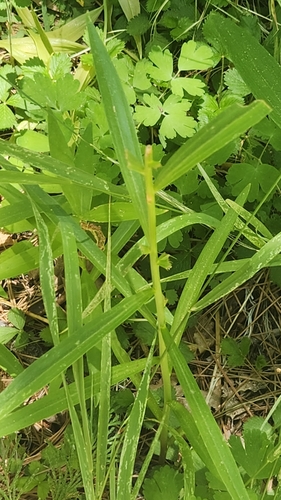 Image of Lemon Lily (Lilium parryi) by no rights reserved
