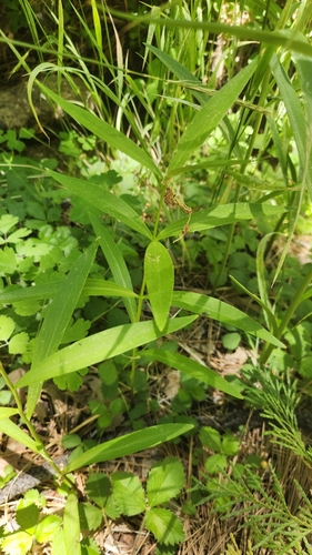 Image of Lilium parryi by no rights reserved