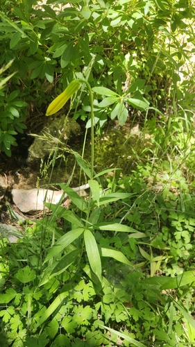 Image of Lemon Lily (Lilium parryi) by no rights reserved