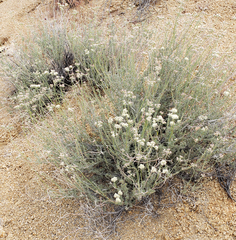 Eriogonum fasciculatum polifolium
