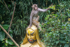 Macaca mulatta