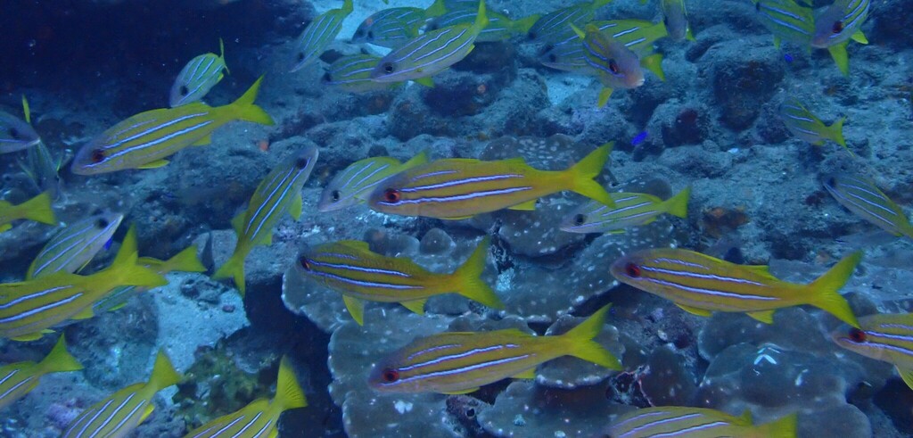 Mimic goatfish