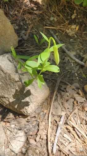 Image of Lemon Lily (Lilium parryi) by no rights reserved