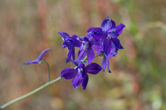 Delphinium patens