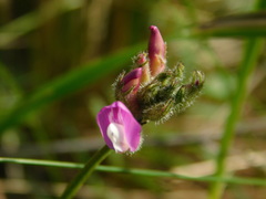 Astragalus macropus