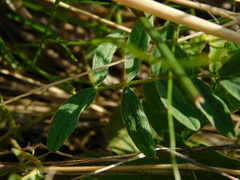 Astragalus macropus
