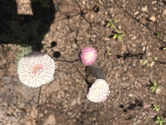 Chaenactis artemisiifolia