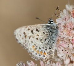 Euphilotes enoptes smithi