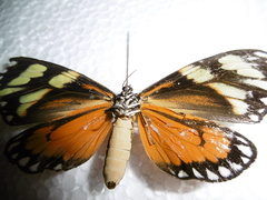 Chetone ithomia