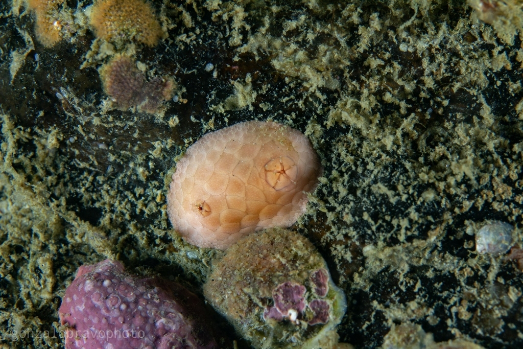 Antarctic rock sea cucumber