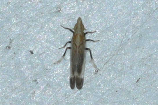 Neomegamelanus elongatus