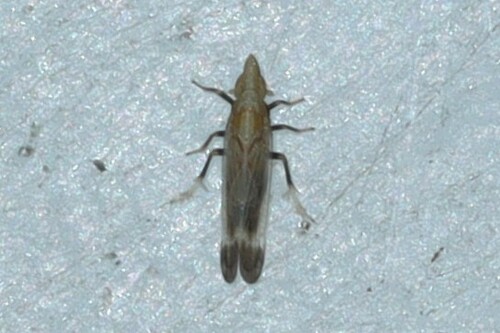 Neomegamelanus elongatus