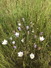 Triteleia peduncularis