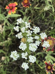 Bifora americana