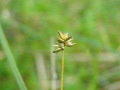 Carex tenuiflora