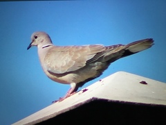 Streptopelia decaocto