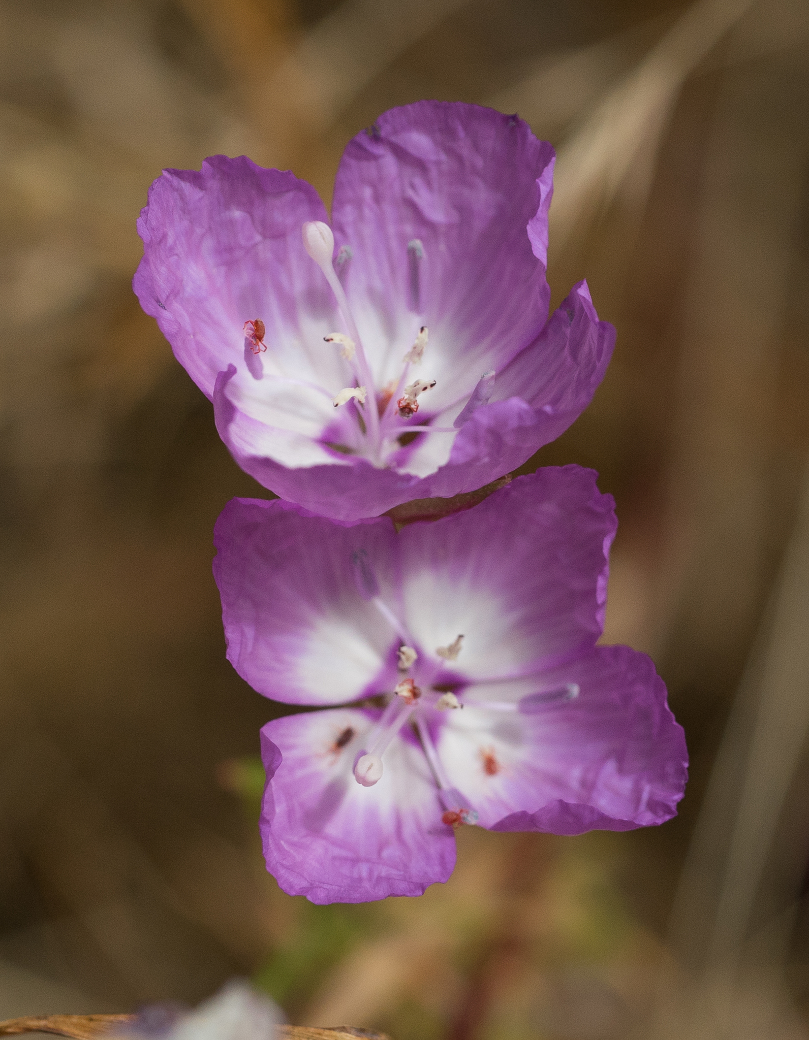Clarkia lewisii