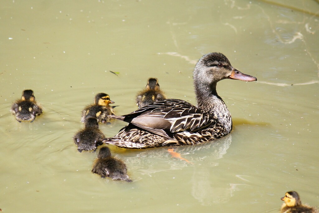 Mallard from Sault Ste. Marie, ON, Canada on June 27, 2024 at 12:10 PM ...