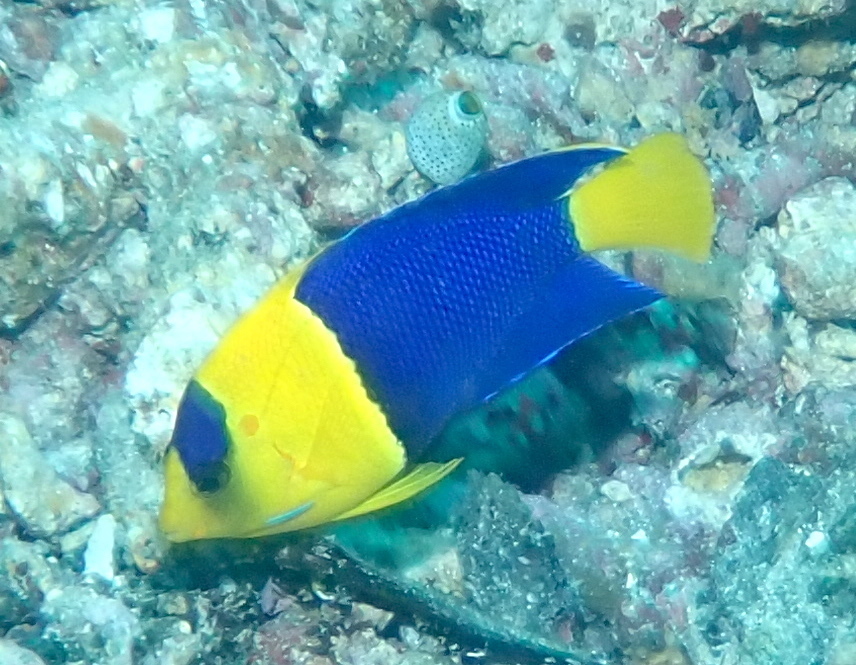 Bicolor angelfish