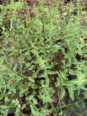 Scutellaria californica