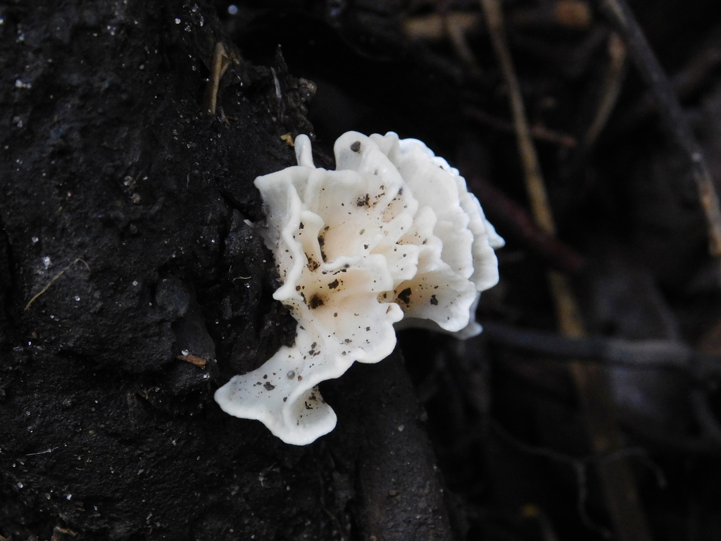 Irpex rosettiformis · June 2024 · photo: © bombin (iNaturalist, cc-by)