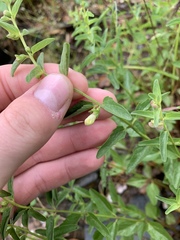 Scutellaria californica