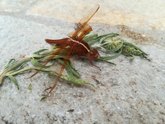 Libellula saturata