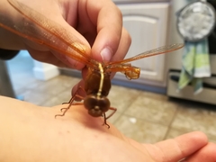 Libellula saturata