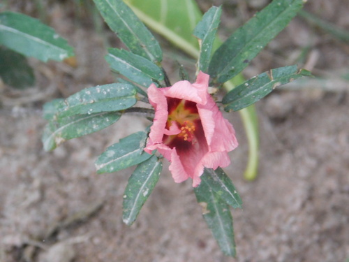 Sida anomala (Sida anomala)
