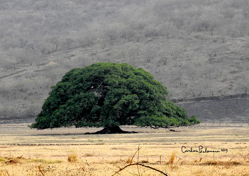 Enterolobium cyclocarpum - Whole tree