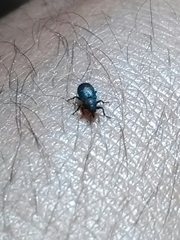 Magdalis nitidipennis