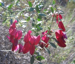 Lathyrus splendens