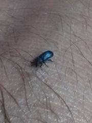 Magdalis nitidipennis