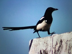 Pica pica