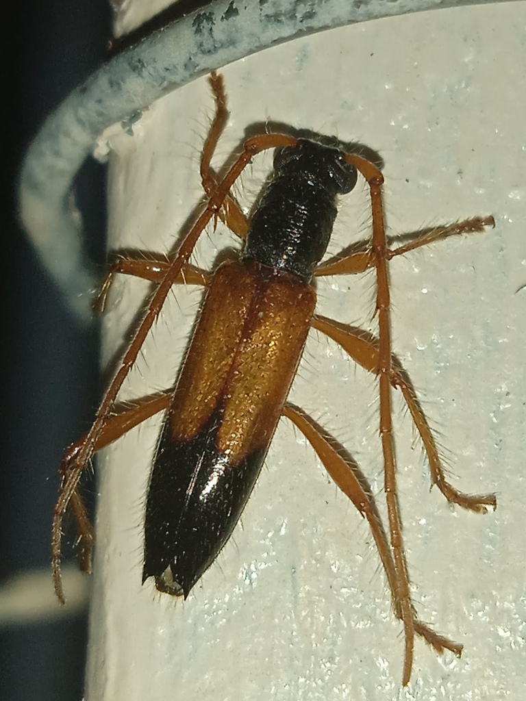 Stizocera howdeni