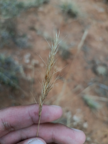 Aristida adscensionis iNat (2)