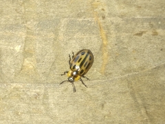 Macrolina