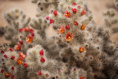 Cylindropuntia chuckwallensis
