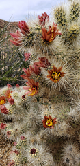 Cylindropuntia chuckwallensis