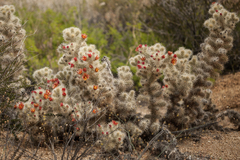 Cylindropuntia chuckwallensis