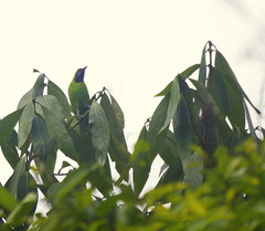 Chloropsis aurifrons