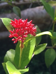 Pinochia corymbosa portoricensis