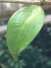 Pinochia corymbosa portoricensis
